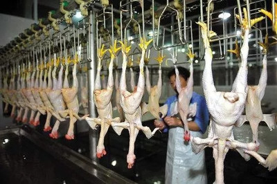 多地新建家禽集中屠宰市场 距生鲜鸡“杀”到还有多久?